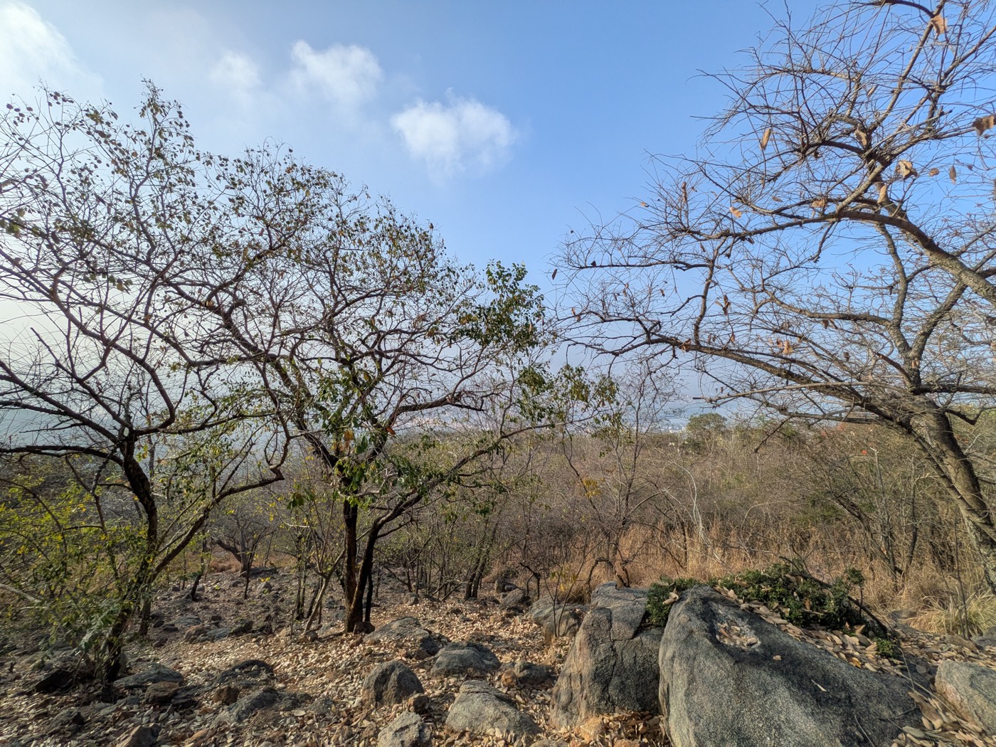 A restored stretch of forest land in Tamil Nadu, trees returning across the slope under an open sky.